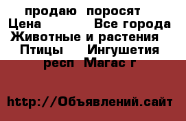 продаю  поросят  › Цена ­ 1 000 - Все города Животные и растения » Птицы   . Ингушетия респ.,Магас г.